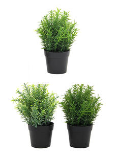 Plantas