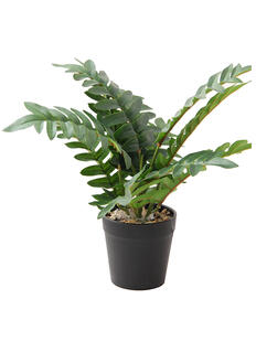 Plantas