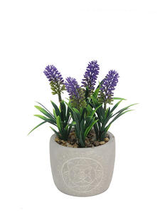 Plantas