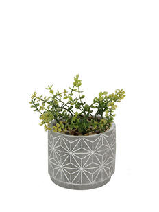 Plantas