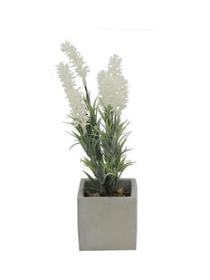Plantas