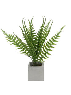 Plantas