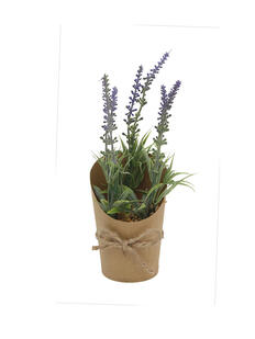 Plantas