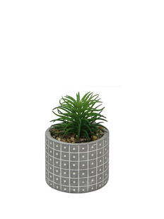 Plantas