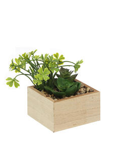 Plantas