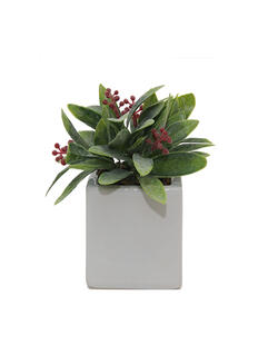Plantas