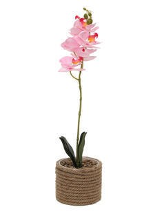 Plantas
