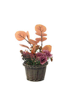 Plantas